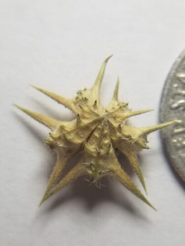 a small spiny yelllow green fruit that falls off of a goathead plant