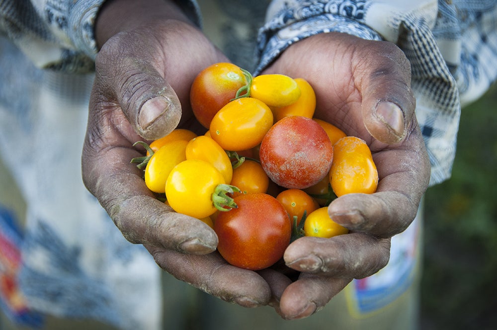 Two hands holding freshly picked small yellow and red tomatoes