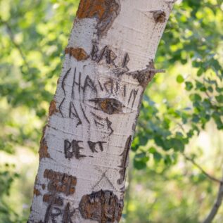 Arborglyphs on tree