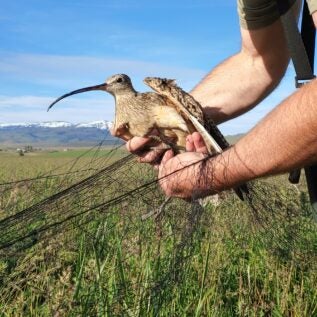 adult long-billed curlew