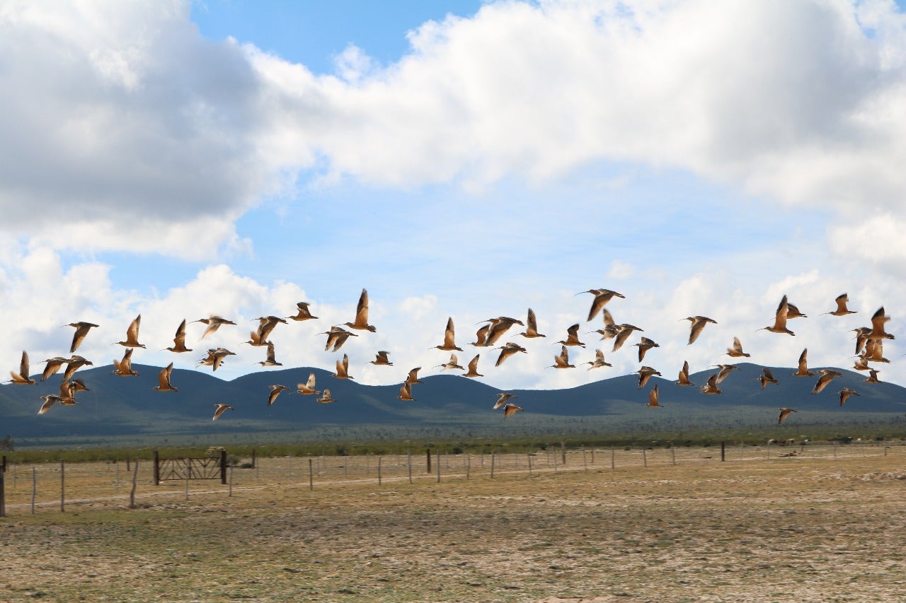 curlews in flight over a Mexican landscape.