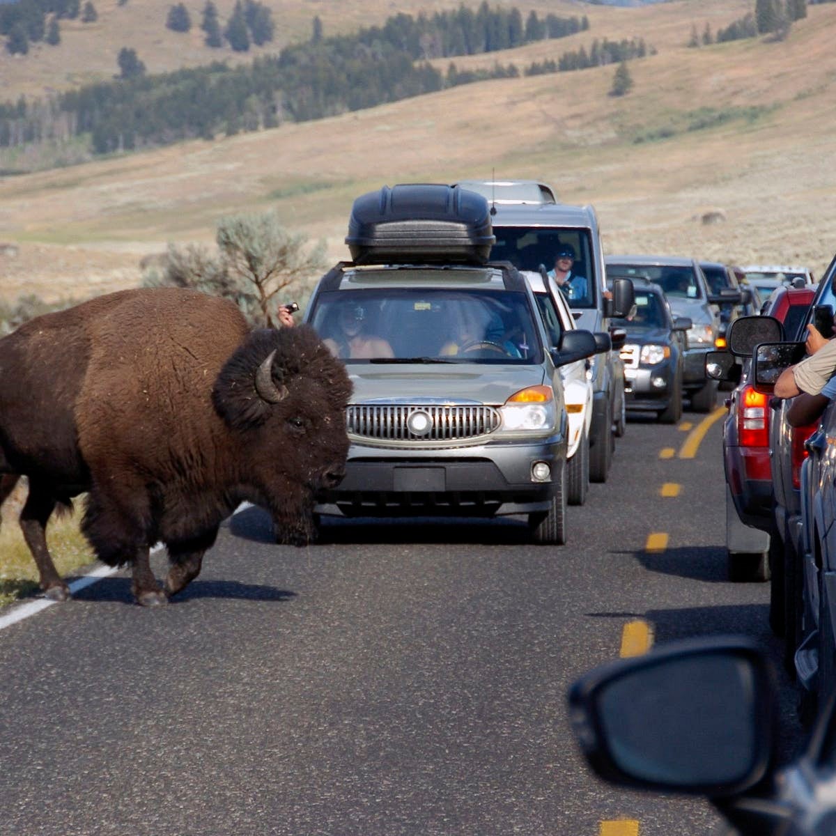 buffalo walking on road, surrounded by stopped cars