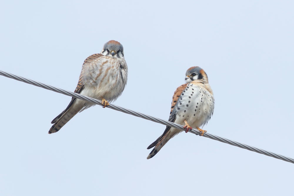 Two kestrals sitting on a wire