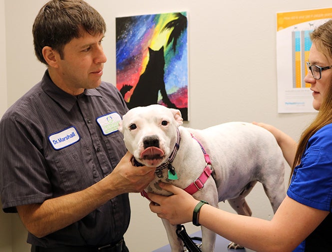 Veterinarian with pet