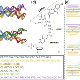 DNA tile sequence and structures.