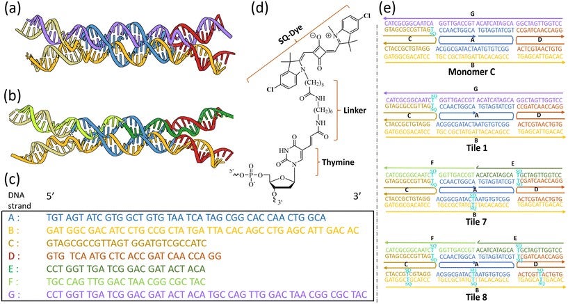 DNA tile sequence and structures.