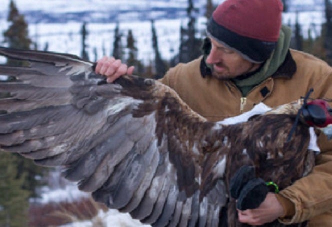 Travis Booms extending a Golden Eagle wing to asses molt progression