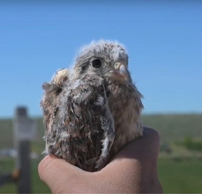 American Kestrel nestling in hand