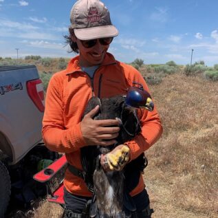 Myers holding a hooded golden eagle to which a satellite transmitter was attached