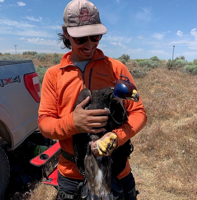 Raptor Biology student holding hooded golden eagle with satellite transmitter