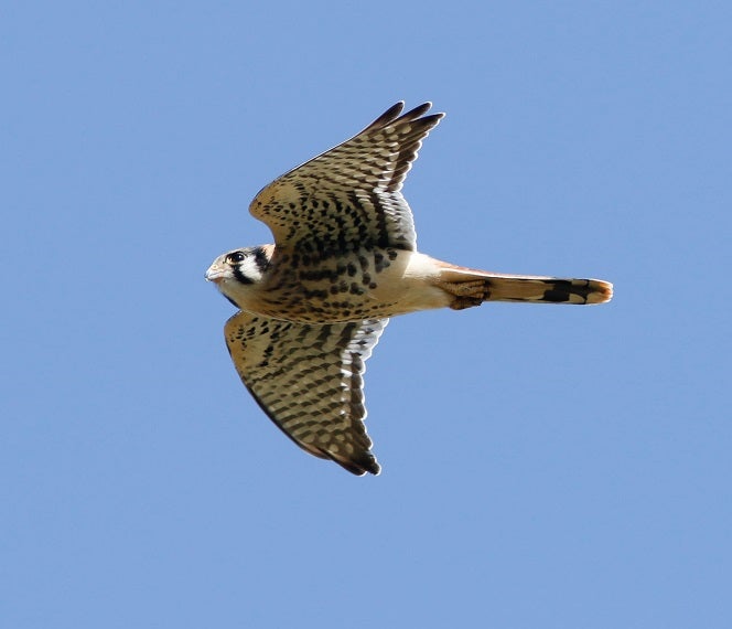 American Kestrel in flight