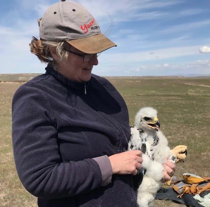 Julie Heath holding a Golden Eagle nestling for banding