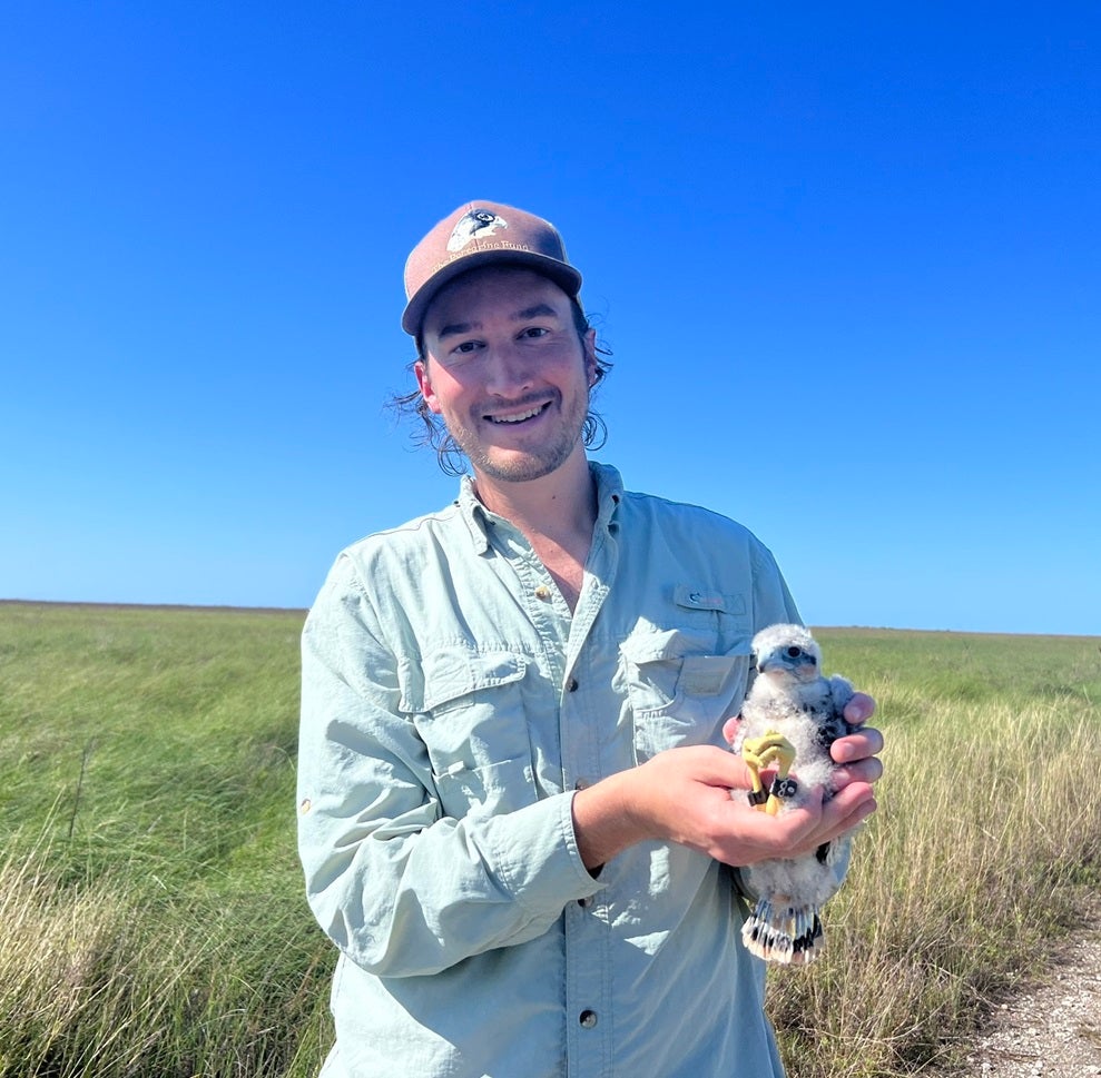 Student David Bontrager holding an Aplomado Falcon nestling