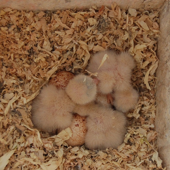 American kestrel nestlings