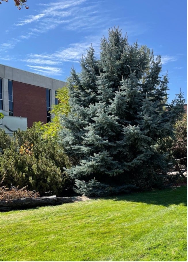 Outdoor shot of a tree
