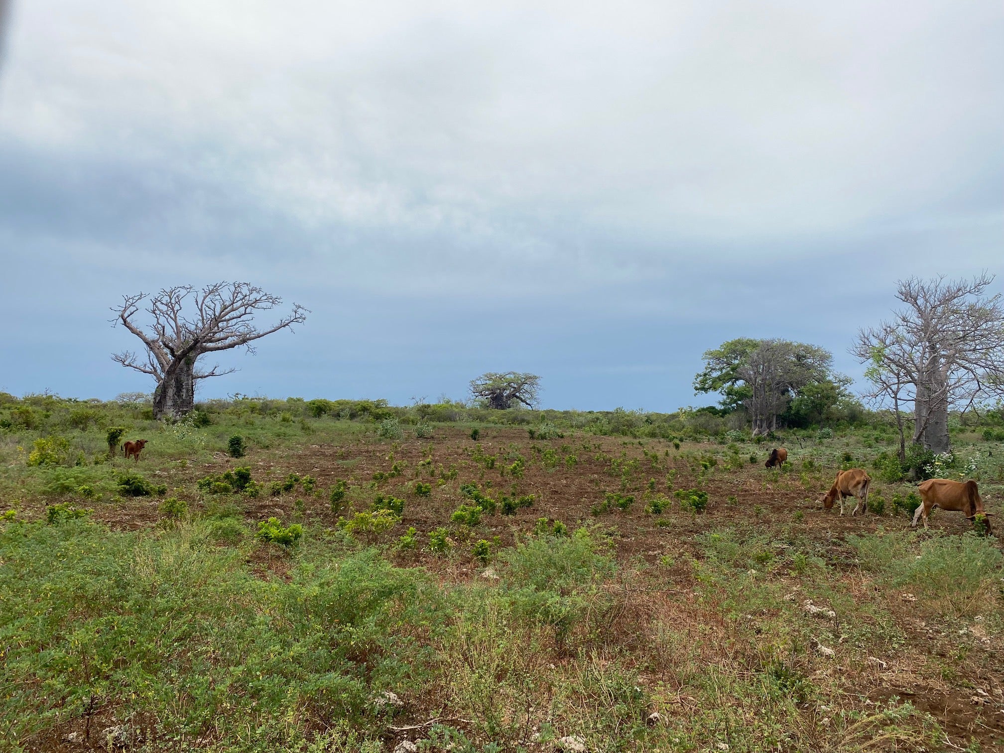 cows in an open field