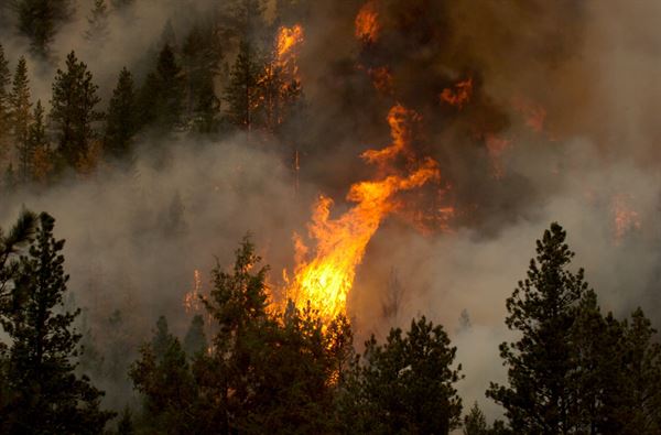 fire blazing through a forest