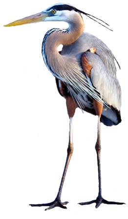 Great Blue Heron