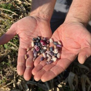 hands hold various dried beans