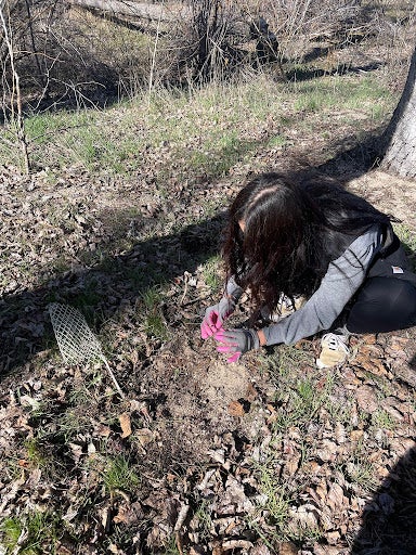 Student preparing a plant for a cage