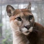mountain lion