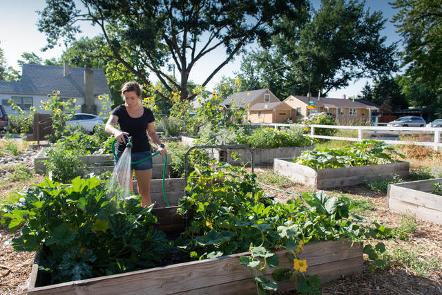 A woman waters a garden of raised beds. 