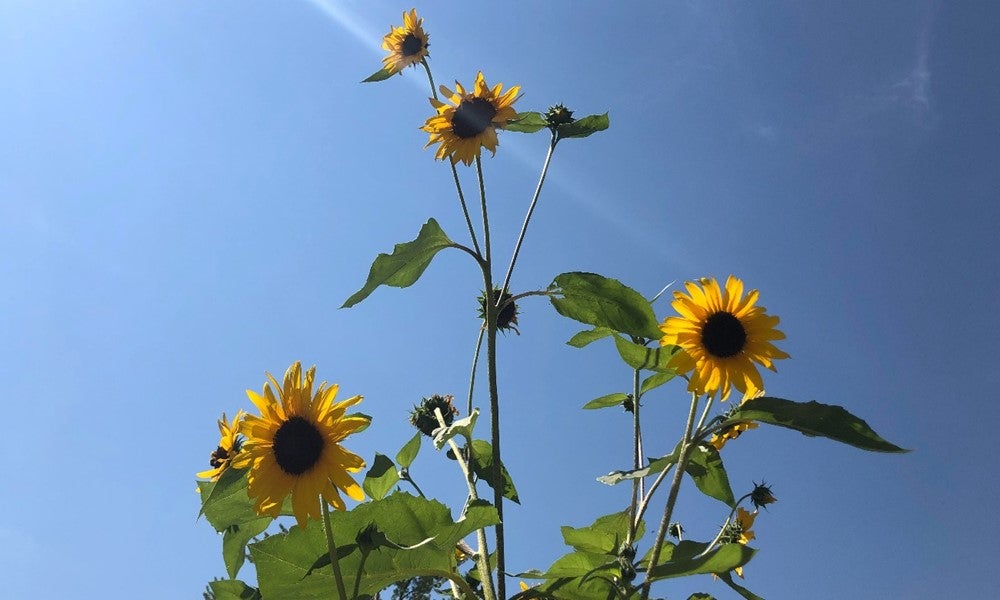 sunflowers