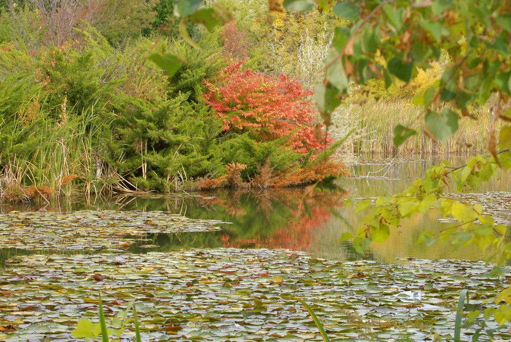 Trees and shrubs around park pond
