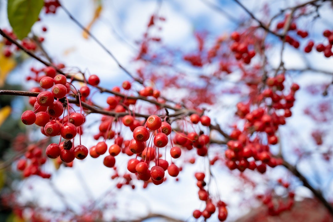 branch of a tree with red berries