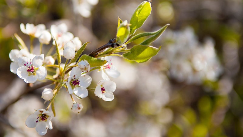 Spring flower blossoms