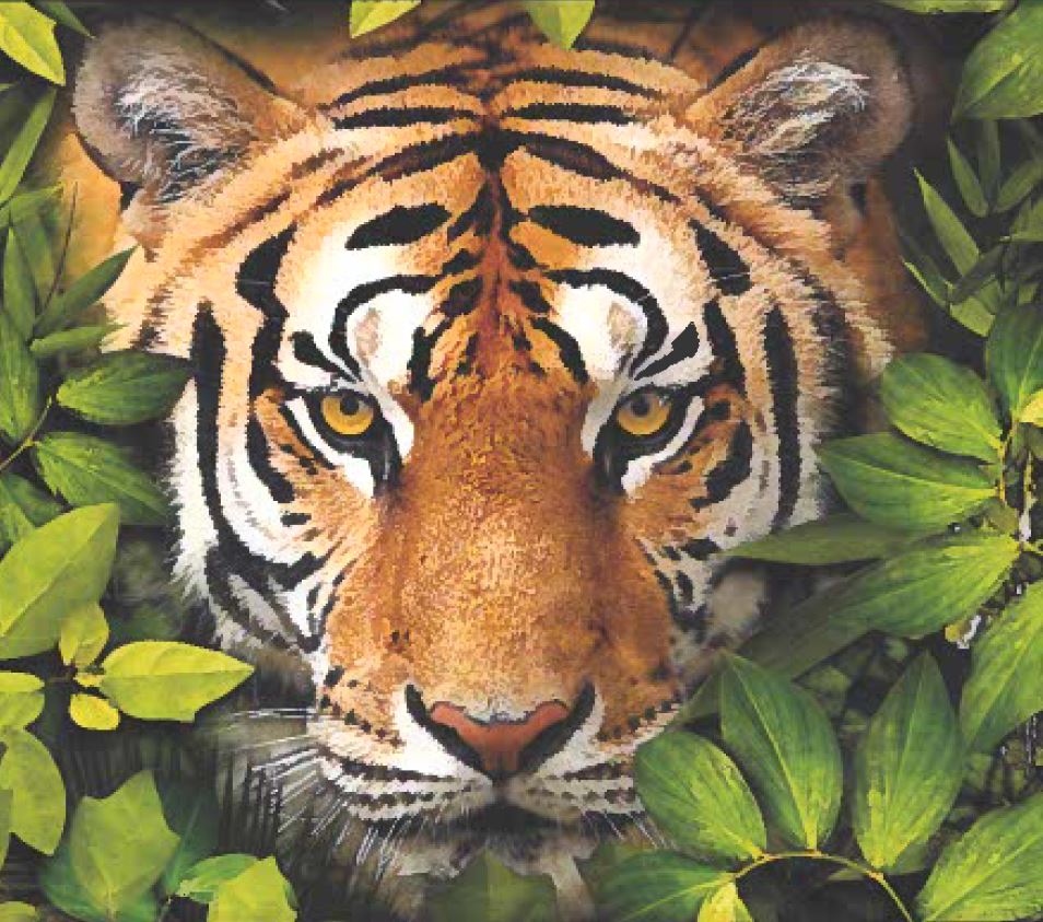 tiger photo