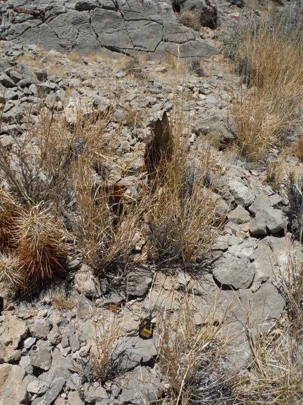 After hiking up, down, back and forth across the steep slope...I saw what I’d been looking for. Sticking up from among some brown, sun dried grass was a Curlew’s wing.