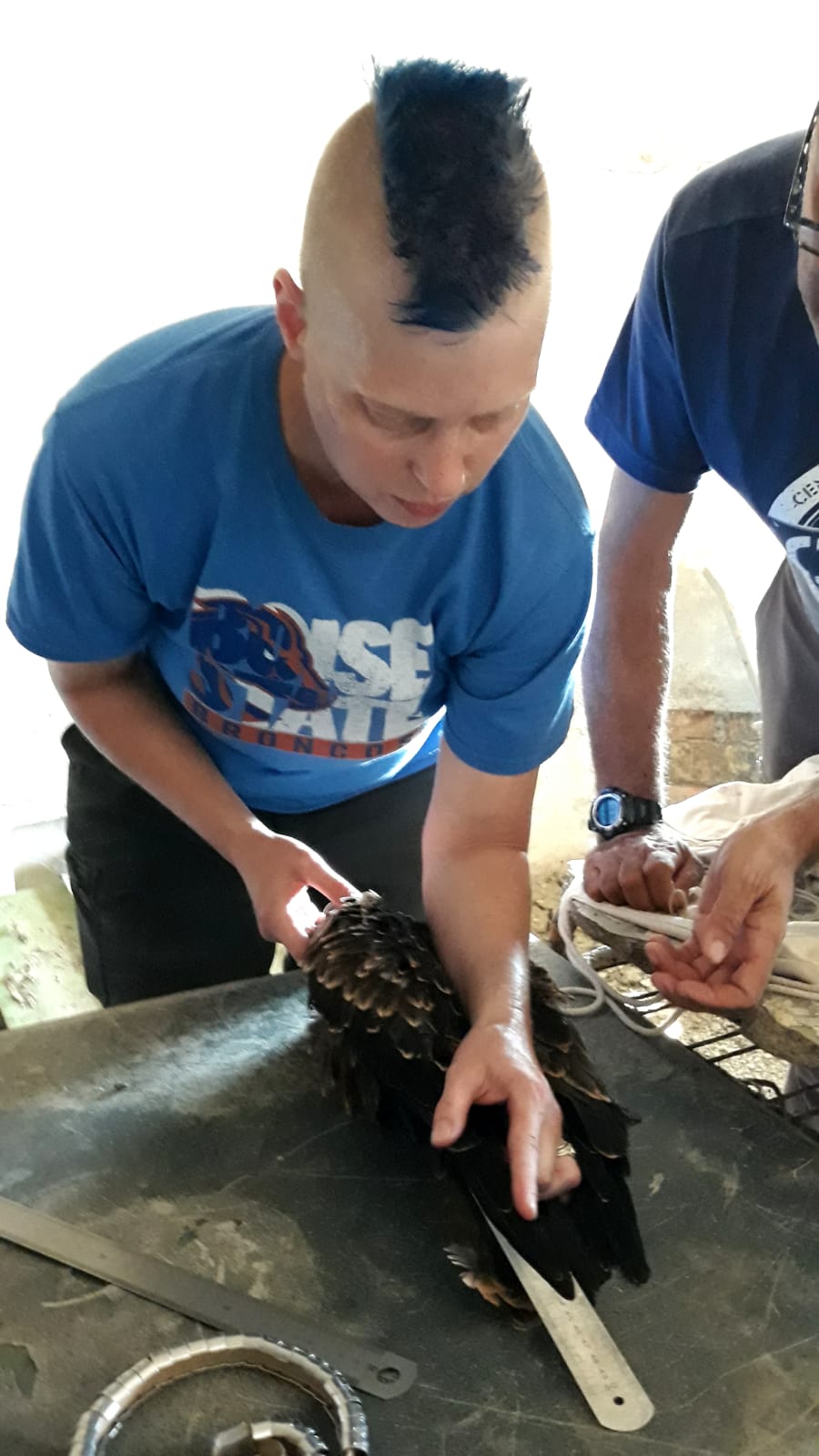 a scientist measures the folded wing of a raptor