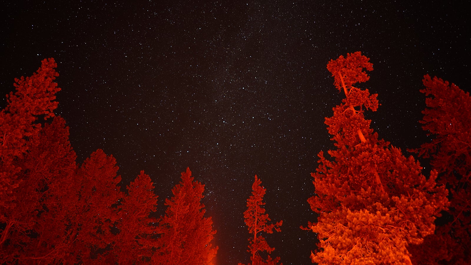 Starry night sky with illuminated tree tops in red, creating a vivid contrast against the dark backdrop.